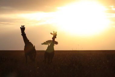 İki zürafa zarif bir şekilde Afrika ovasında duruyor, güneşin sıcacık parıltısında güneşleniyorlar, ufukta çarpıcı bir siluet yaratıyorlar.