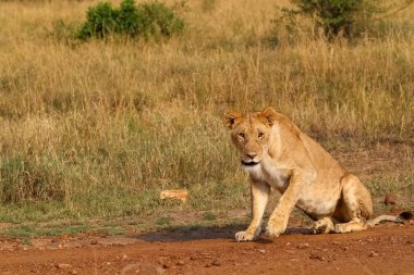 Genç dişi aslan Murchison Falls Ulusal Parkı, Uganda 'da kırmızı toprak bir yolda uzanarak doğal ortamında sıcak Afrika güneşinin tadını çıkarıyor.