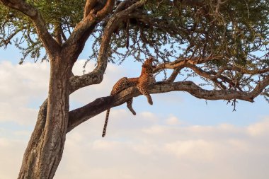 Afrika leoparı, Tanzanya 'daki Serengeti Ulusal Parkı' ndaki bir akasya ağacının dalında dinlenirken esniyor.