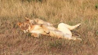 Uzun altın çimenlerin üzerinde dinlenen dişi aslan, geniş Afrika savanalarıyla çevrili, rahat yırtıcı doğa sergiliyor.