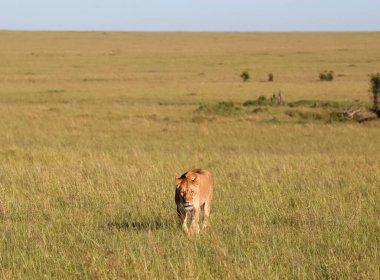 Dişi aslan zarif bir şekilde Masai Mara Ulusal Rezervi 'nde, parlak, güneşli bir gökyüzünün altında, Afrika' nın vahşi güzelliğini somutlaştırarak uzun otların arasında yürüyor.