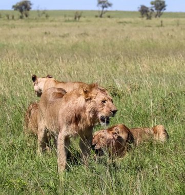 Serengeti Ulusal Parkı, Tanzanya 'daki safari sırasında Afrika savanasının uzun otlarında yürüyen bir grup aslan.