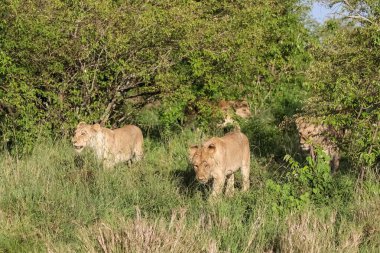 Bir grup dişi aslan, Afrika savanındaki uzun otların arasında zarif bir şekilde yürüyor, yemyeşil çalılara yakın, vahşi ruhu somutlaştırıyor.
