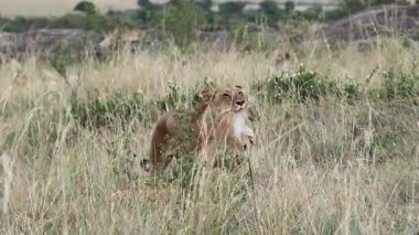 Koruyucu dişi aslan, anne içgüdüleri ve hayatta kalma stratejileri göstererek, Maasai Mara savana 'nın uzun otlaklarında yeni doğmuş bir yavruyu nazikçe taşıyor.