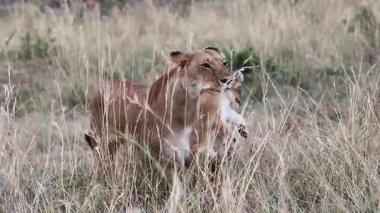 Koruyucu dişi aslan, uzun altın otların arasından geçiyor, değerli yavrusunu dikkatlice Afrika savanlarında taşıyor, annelik içgüdülerini ve vahşi yaşamı gözler önüne seriyor.