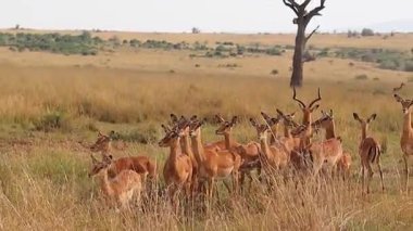 Impala sürüsü, Afrika savanasının altın çayırlarında hareketsiz duruyor. Huzurlu vahşi yaşam anında parlak güneş ışığına karşı siluet.