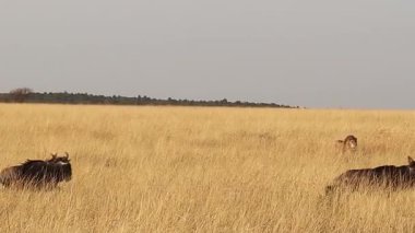 Güçlü aslan altın bozkırlarda sinsice dolaşıyor. Yoğun avlanma sırasında savunmasız antilopları sessizce takip ediyor.