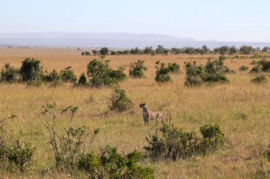 Çita, güneşli bir günde Afrika bozkırlarında hareketsiz duruyor ve uzaktaki avları arıyor.