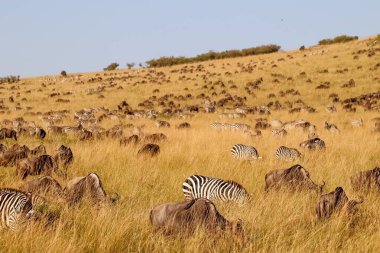 Büyük bir grup zebra ve antilop göç sırasında altın bozkırlarda huzur içinde otluyor.