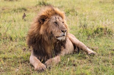 Afrika savanasının çimlerinde dinlenen güçlü erkek aslan başarılı bir avdan sonra bir dakikalık sükunetin tadını çıkarıyor.