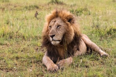 Afrika savanasının yemyeşil otlarında dinlenen güçlü erkek aslan doğanın vahşi güzelliğinin ortasında huzurlu bir anın tadını çıkarıyor.