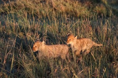 İki oyuncu aslan yavrusu Afrika ovalarında geziniyor, gün batımının sıcacık parıltısında güneşleniyorlar, vahşi yaşam keşiflerinin ruhunu somutlaştırıyorlar.