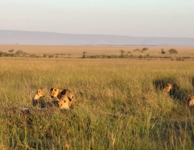 Bir grup aslan yavrusu Kenya 'daki Masai Mara Ulusal Rezervi' nde günbatımında uzun otların arasında bir av yiyorlar.