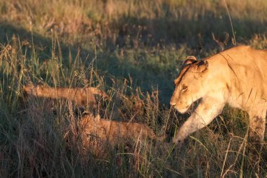 Afrikalı dişi aslan gün batımında bozkırda zarifçe yürürken, neşeli yavruları uzun otların arasında saklanıyor, aileyi somutlaştırıyor ve koruyor.