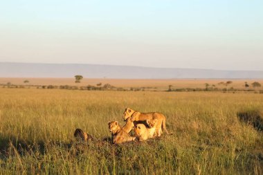 Bir grup dişi aslan, Kenya 'da güzel bir gündoğumu sırasında Afrika savanasının uzun otlarında dinleniyor.