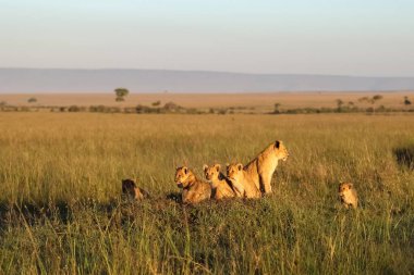 Afrikalı dişi aslan ve onun neşeli yavruları savananın uzun otlarında uzanıp güneşin sıcacık ışığında güneşleniyorlar.