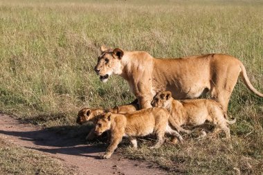 Afrika ovalarında toprak bir yolda yürüyen dişi aslan, üç neşeli yavrusuyla birlikte vahşi yaşamın güzelliğini gözler önüne seriyor.