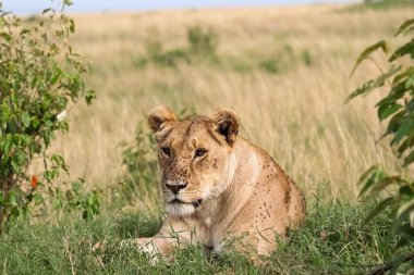 Kenya 'daki Masai Mara Ulusal Rezervi' nin bozkırında dinlenen sineklerle kaplı çimenlerde yatan dişi aslan.