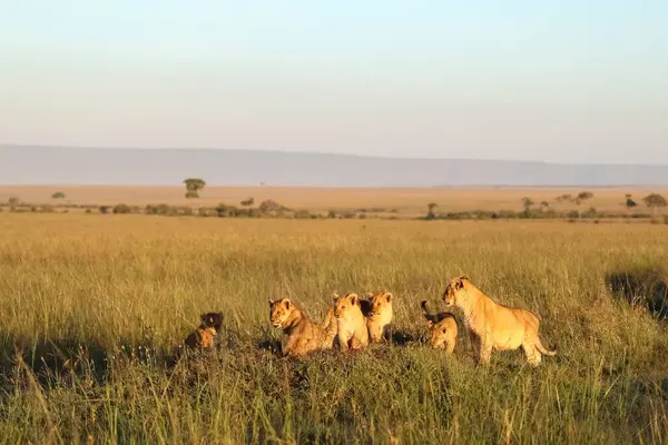 Aslanlar, güneş doğarken Afrika ovalarında huzur içinde dinleniyor. Büyüleyici bir vahşi yaşam sahnesi sergiliyorlar. Sıcak altın ışıkla yıkanmış.