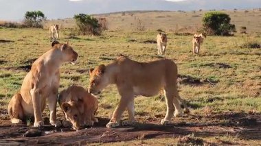 Aslanlar doğal su birikintisinden su içerken, Afrika savanasının çevresindeki otlakları tararken susuzluklarını gideriyorlar.
