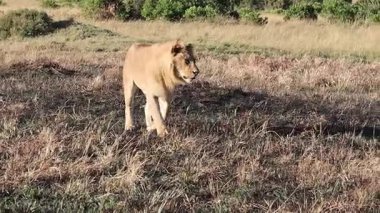Erkek aslan, Afrika 'nın aydınlık saatlerinde doğal yaşam alanını ortaya çıkararak altın savanada geziniyor.