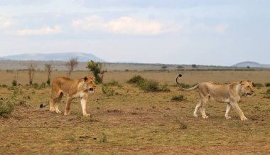 İki dişi aslan Kenya 'daki bir safari sırasında Masai Mara Ulusal Rezervi' nde birlikte yürüyorlar.