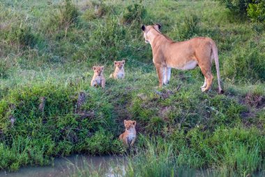 Dişi aslan küçük bir göletin yanında duruyor ve Afrika savanasında dinlenen üç sevimli yavrusunu koruyor.