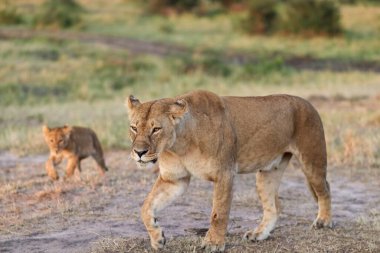 Dişi aslan ve yavrusu büyüleyici altın saat boyunca Afrika savanasında gezinip sıcak akşam güneşinin tadını çıkarıyorlar.