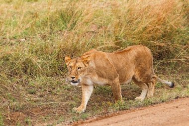 Uzun otlar ve dolambaçlı toprak bir yol ile çevrili Afrika ovalarında zarif adımlarla ilerleyen dişi aslan vahşi hayatın özünü somutlaştırıyor.