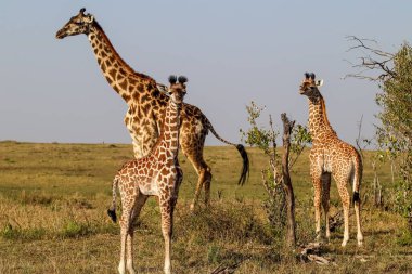 Anne zürafa ve buzağıları Kenya 'nın engin Afrika ovalarında zarif bir şekilde duruyor, vahşi yaşamın ve ailenin güzelliğini somutlaştırıyor.