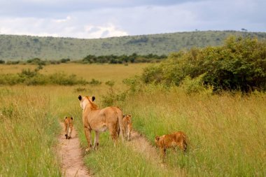 Dişi aslan, Kenya, Masai Mara 'daki geniş savana boyunca toprak bir yolda üç neşeli yavrusuyla birlikte yürüyor.