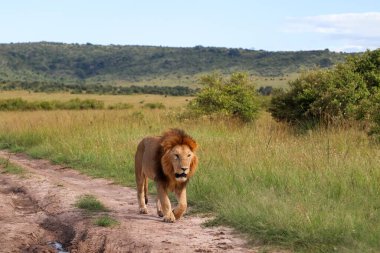 Afrika ovasında toprak bir yolda yürüyen görkemli aslan doğal ortamında gücünü ve egemenliğini sergiliyor.