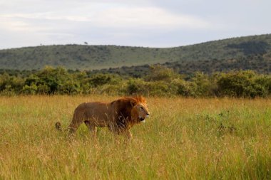 Kahverengi yeleli vahşi erkek aslan Masai Mara Ulusal Rezervi 'nin yüksek çimlerinde yürüyor, Kenya, Afrika