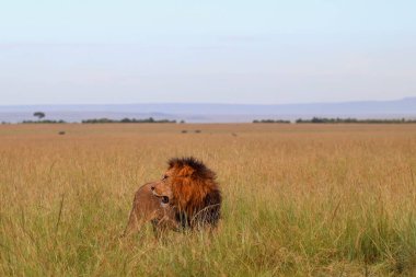 Kenya 'daki Masai Mara Ulusal Rezervi' nde safari sırasında geçmişi bulanık bir şekilde Afrika savanasının uzun otlarında yürüyen görkemli bir aslan.