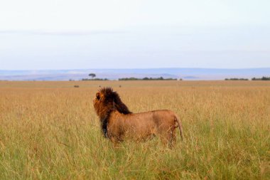 Kenya 'daki Masai Mara Ulusal Rezervi' nde uzun otların üzerinde duran görkemli aslan bir safari sırasında ufku gözlemliyor.