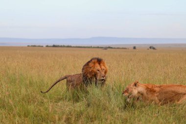 Erkek ve dişi aslanlar, açık bir gökyüzü altında doğal yaşam davranışları sergileyerek Afrika savanasının çayırlarına akın ediyorlar.