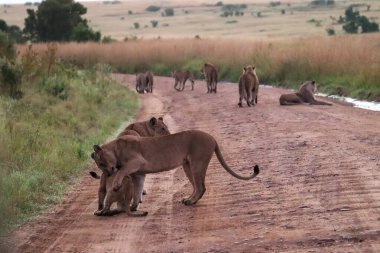 Dişi aslan, arka planda, Afrika ovalarında, toprak bir yolda yavrusuna şefkat gösteriyor.