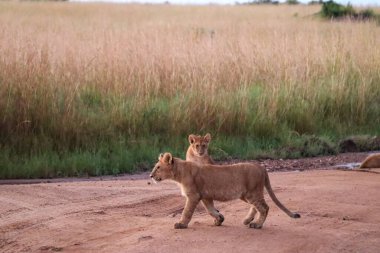 Kenya 'daki Masai Mara Ulusal Rezervi' nin arka planında uzun otlarla toprak bir yolda yürüyen iki aslan yavrusu.