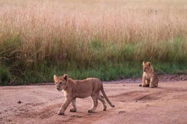 İki sevimli aslan yavrusu, biri zarifçe yürüyor diğeri huzur içinde oturuyor, gün batımında Afrika savanasının altın ışığında.