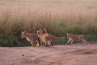 Dört oyuncu aslan yavrusu canlı Afrika ovalarında uzun otlarla çevrili toprak bir yolda neşeyle koşuyor.