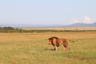 Yalnız aslan, vahşi yaşamın doğal ortamındaki güzelliğini ve görkemini sergileyerek engin, güneşli Afrika bozkırlarında zarifçe yürür.