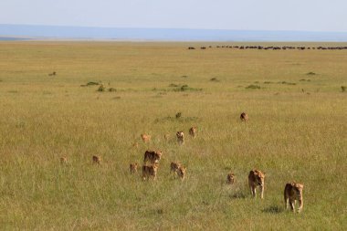 Kenya 'daki Masai Mara Ulusal Rezerv' inde arka planda antiloplarla yürüyen aslan sürüsü.