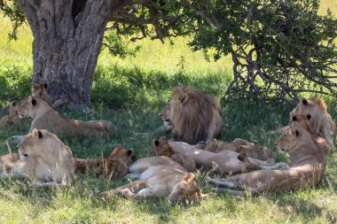 Bir ağacın serin gölgesinde uzanan aslan sürüsü, sıcak güneşin altındaki engin Afrika savanasında huzurlu bir anın tadını çıkarıyor.