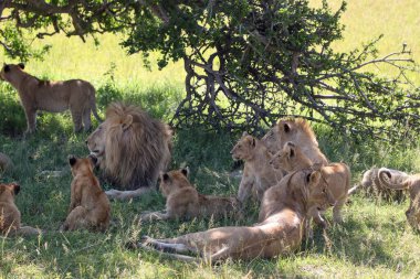 Aslan sürüsü bozkırdaki bir ağacın gölgesinde rahatlar. Afrika 'nın vahşi doğasında sosyal davranışlarını ve doğal yaşam alanlarını gözler önüne serer.