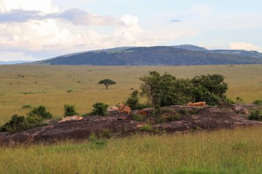 Afrika savanasındaki bir kayanın üzerinde dinlenen bir grup aslan, sıcak güneş ışığı ve huzurlu atmosferin tadını çıkarıyorlar.