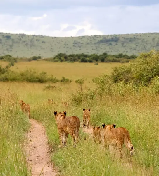 Aslanlar sürüsü, arka planda yuvarlanan tepelerle Afrika savanasının çimenli arazisinde toprak bir patika boyunca yürüyor.