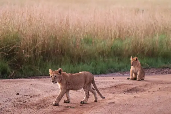 İki sevimli aslan yavrusu, biri zarifçe yürüyor diğeri huzur içinde oturuyor, gün batımında Afrika savanasının altın ışığında.