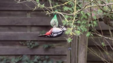 Büyük Benekli Ağaçkakan Kuş Yemi ile Besleniyor