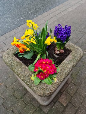 Canlı bahar çiçekleri, nergis, sümbül ve çuha çiçekleri şehir kaldırımındaki beton bir çiçek kutusuna renk getirirler.