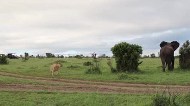 Güçlü Afrika fili, vahşi yaşam kovalamaca sahnesinde tehditkar aslan avcılarından kaçmak için altın ovalarda hızla koşuyor.